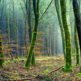 Es grünt so grün: Die Versicherungsbranche als Treiber von Nachhaltigkeit